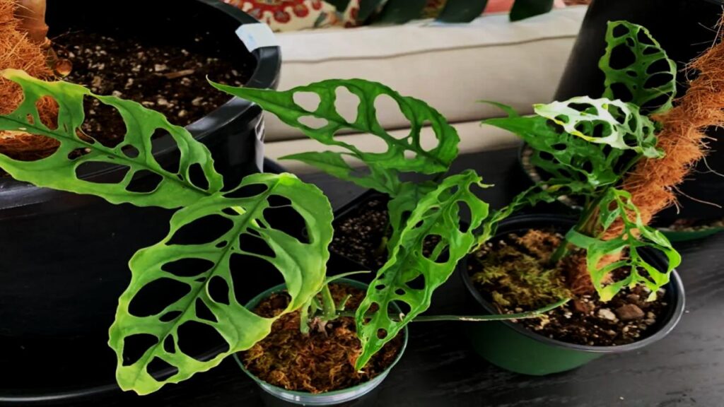 13 Rare Houseplants That’ll Make Your Plant Collection Stand Out Instantly 2 Monstera Obliqua