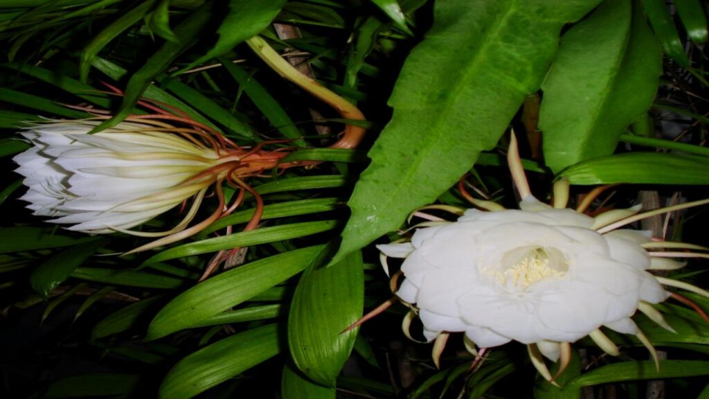 Orchid Cactus (Epiphyllum oxypetalum)
