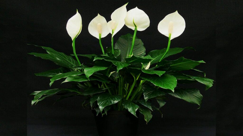 Experts Say These 9 Plants Could Be Secretly Polluting Your Bedroom Air 2 Peace Lily (Spathiphyllum)