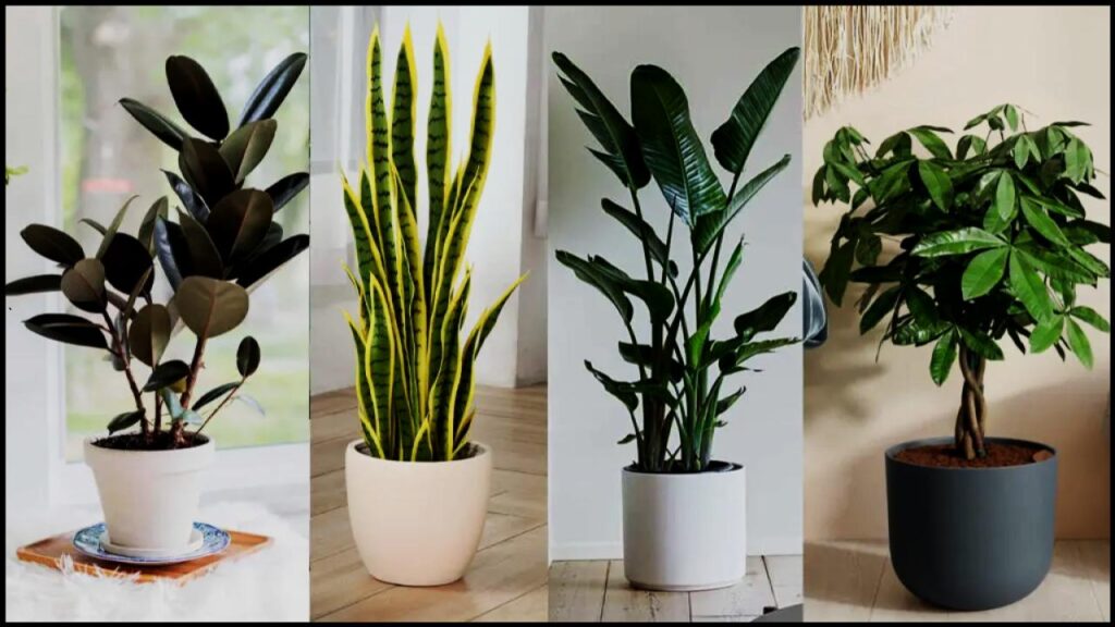 10 Stunning Trees You Can Actually Grow Indoors — #7 Grows Shockingly Fast 1 10 Stunning Trees You Can Actually Grow Indoors—#7 Grows Shockingly Fast