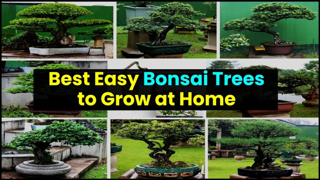 10 Trees That Are Perfect for Bonsai: Easy to Shape and Grow at Home 1 10 Trees That Are Perfect for Bonsai: Easy to Shape and Grow at Home