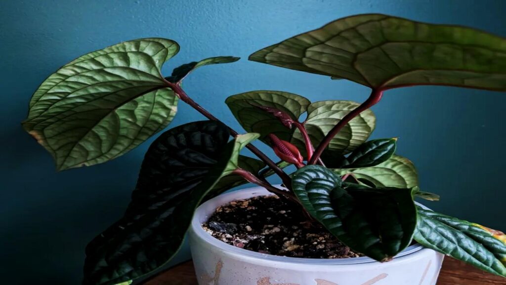 13 Rare Houseplants That’ll Make Your Plant Collection Stand Out Instantly 11 Anthurium Wendlingeri