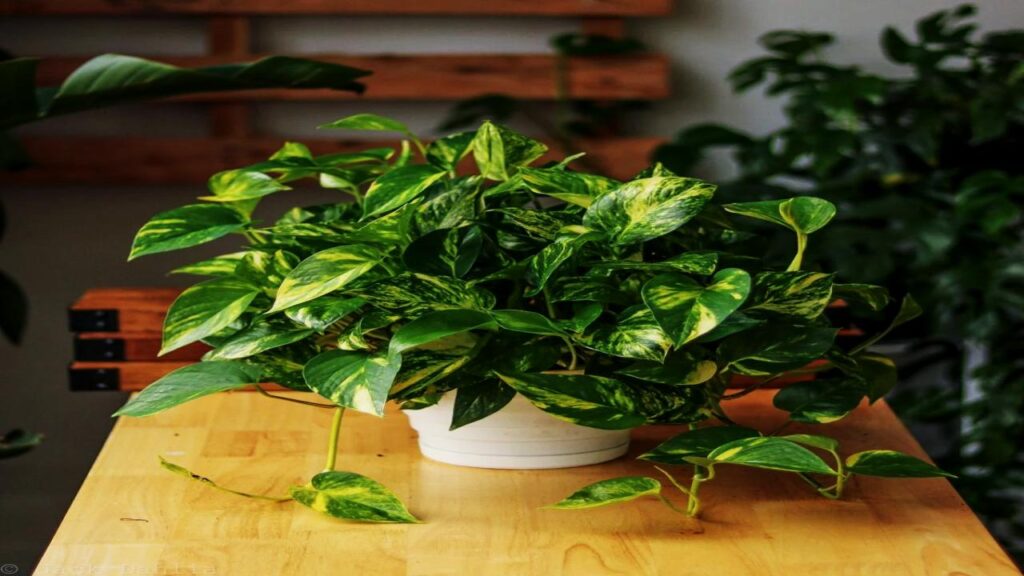 Golden Pothos (Epipremnum aureum)