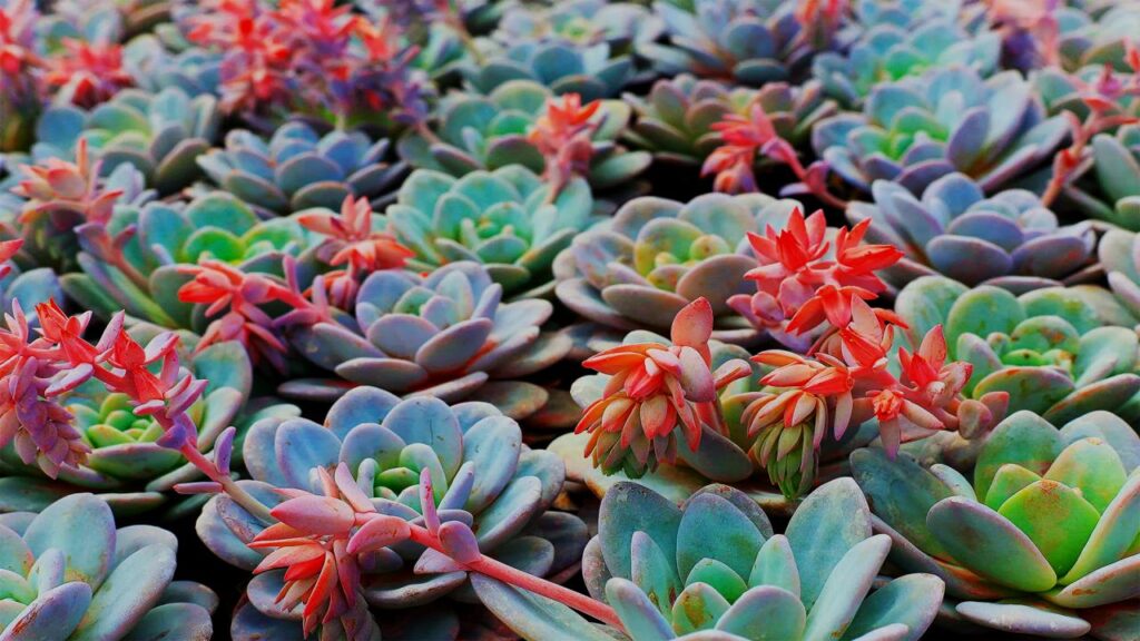 Echeveria