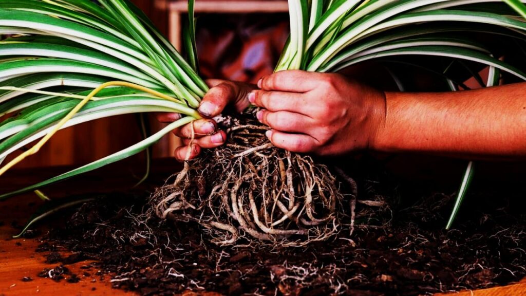 12 Houseplants That Actually Love Being Root-Bound—And Why You Shouldn’t Repot Them