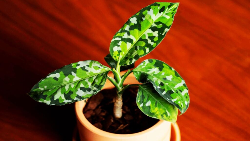 13 Rare Houseplants That’ll Make Your Plant Collection Stand Out Instantly 13 Aglaonema Pictum 'Tricolor'