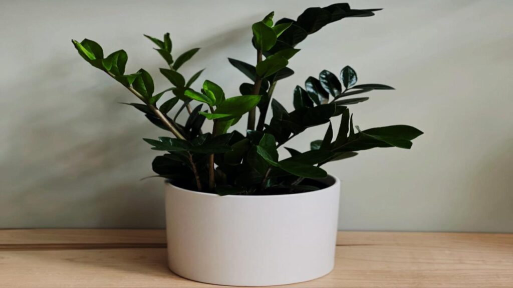 ZZ Plant (Zamioculcas zamiifolia)