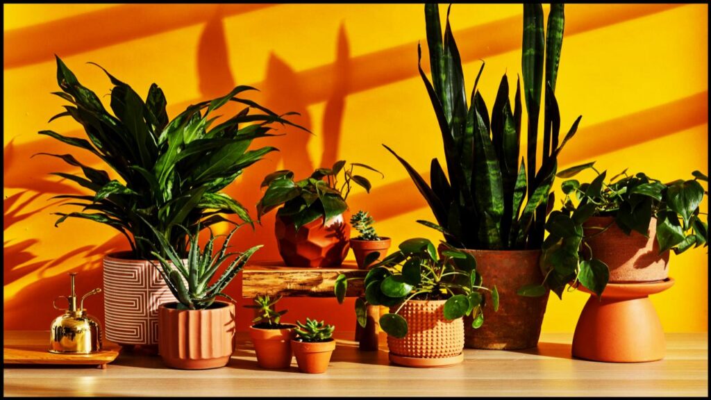 13 Rare Houseplants That’ll Make Your Plant Collection Stand Out Instantly 1 13 Rare Houseplants That’ll Make Your Plant Collection Stand Out Instantly