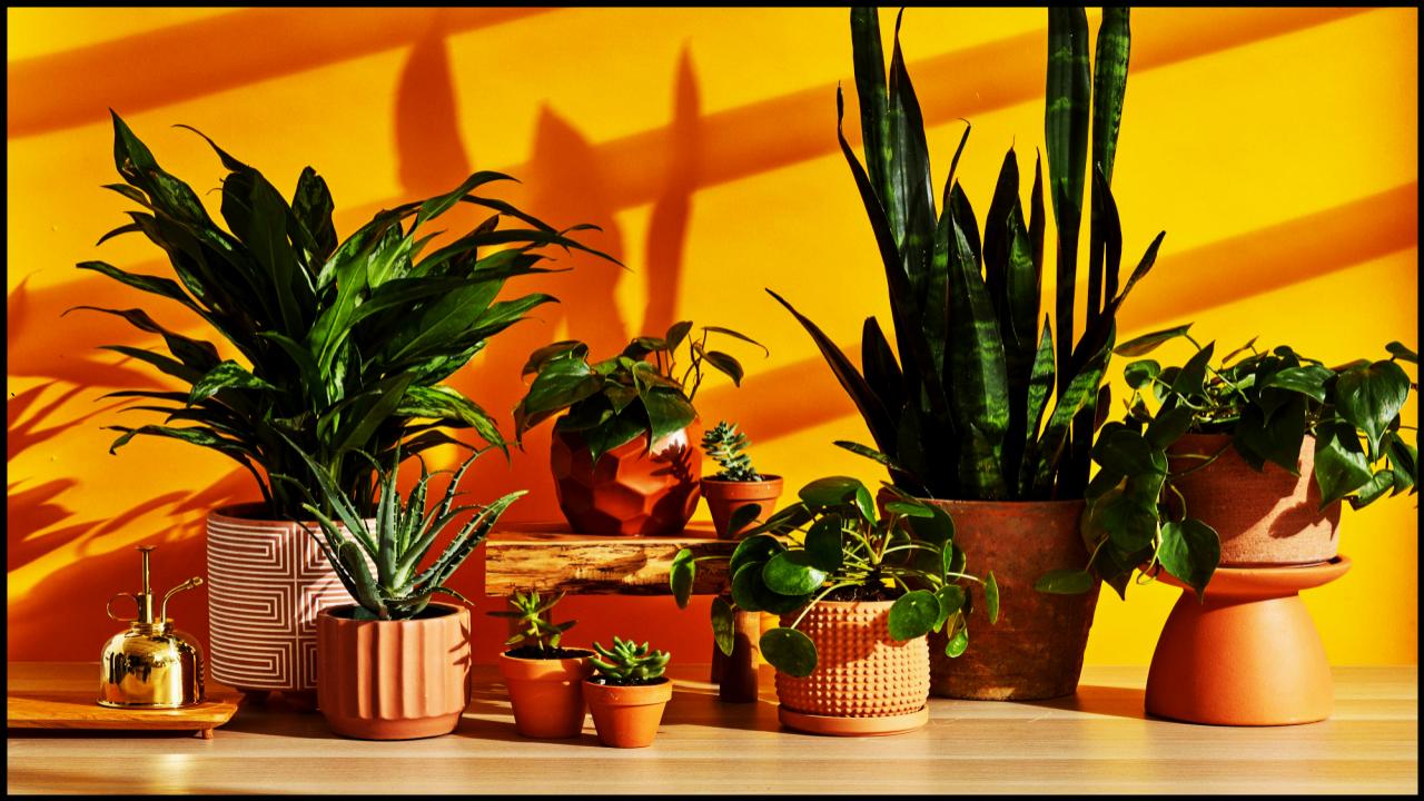 13 Rare Houseplants That’ll Make Your Plant Collection Stand Out Instantly