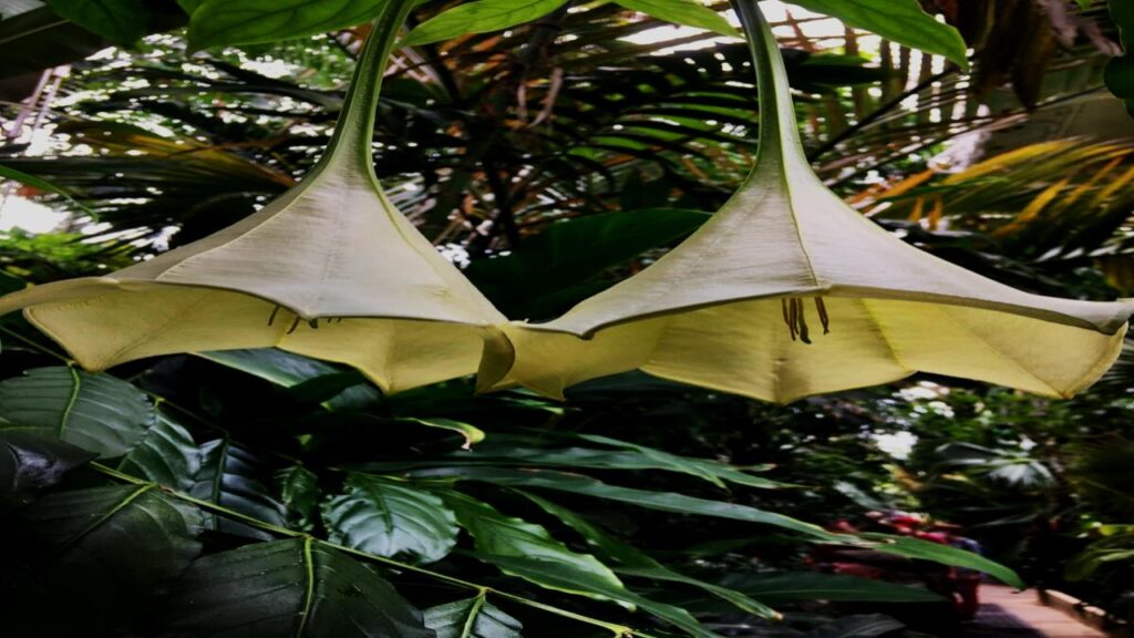 13 Rare Houseplants That’ll Make Your Plant Collection Stand Out Instantly 14 Osa Pulchra