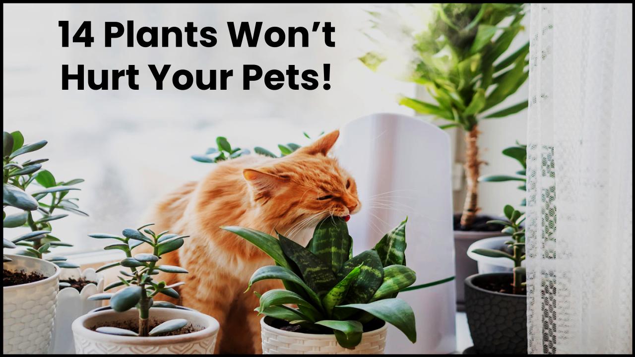 14 Gorgeous Houseplants That Won’t Harm Your Pets—Vet-Approved