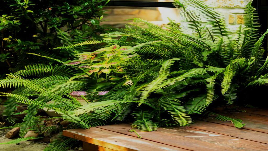 Experts Say These 9 Plants Could Be Secretly Polluting Your Bedroom Air 3 Boston Fern (Nephrolepis exaltata)