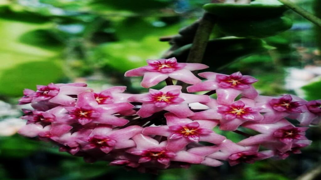 Hoya (Hoya spp.)