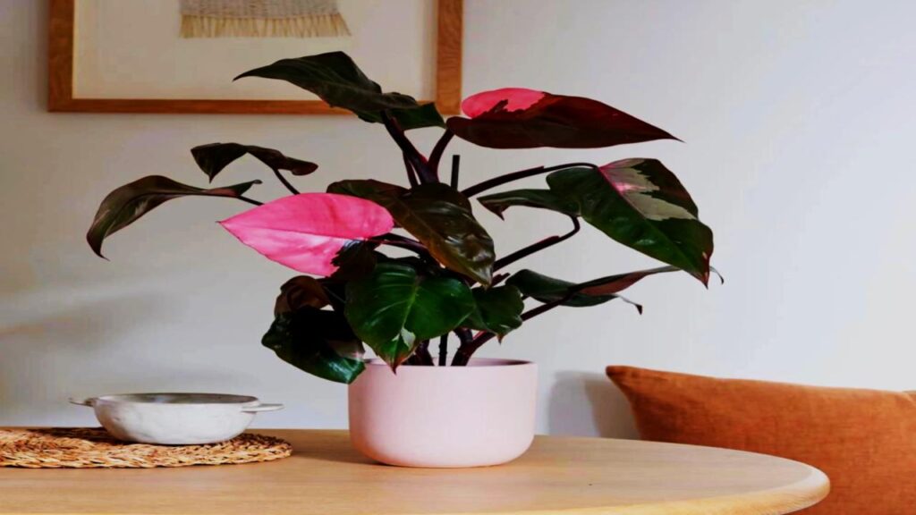 13 Rare Houseplants That’ll Make Your Plant Collection Stand Out Instantly 3 Philodendron Pink Princess
