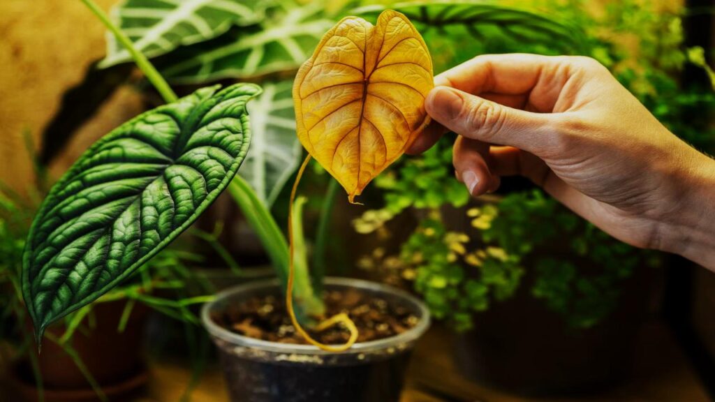 13 Rare Houseplants That’ll Make Your Plant Collection Stand Out Instantly 4 Alocasia Dragon Scale