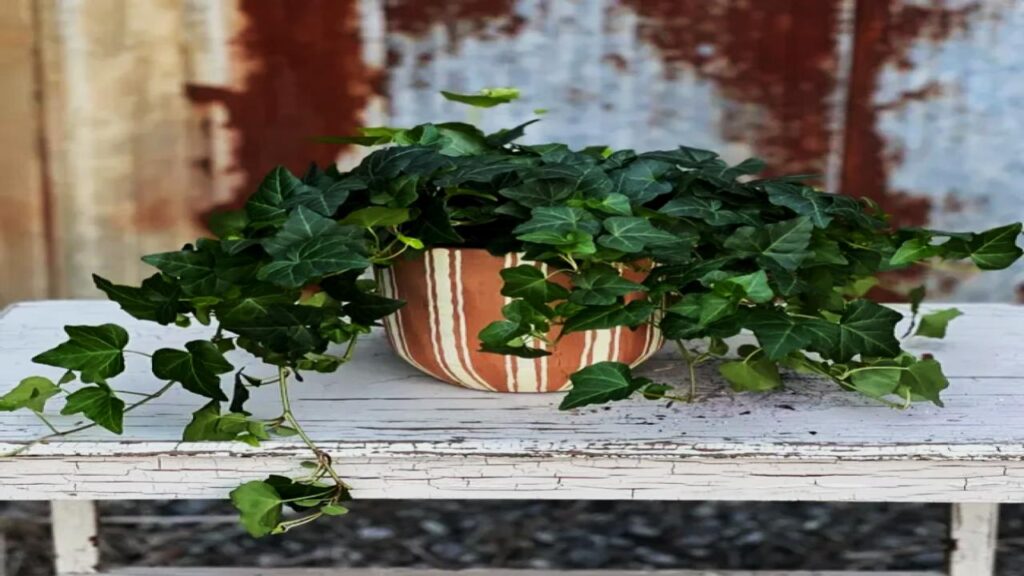 Experts Say These 9 Plants Could Be Secretly Polluting Your Bedroom Air 4 English Ivy (Hedera helix)