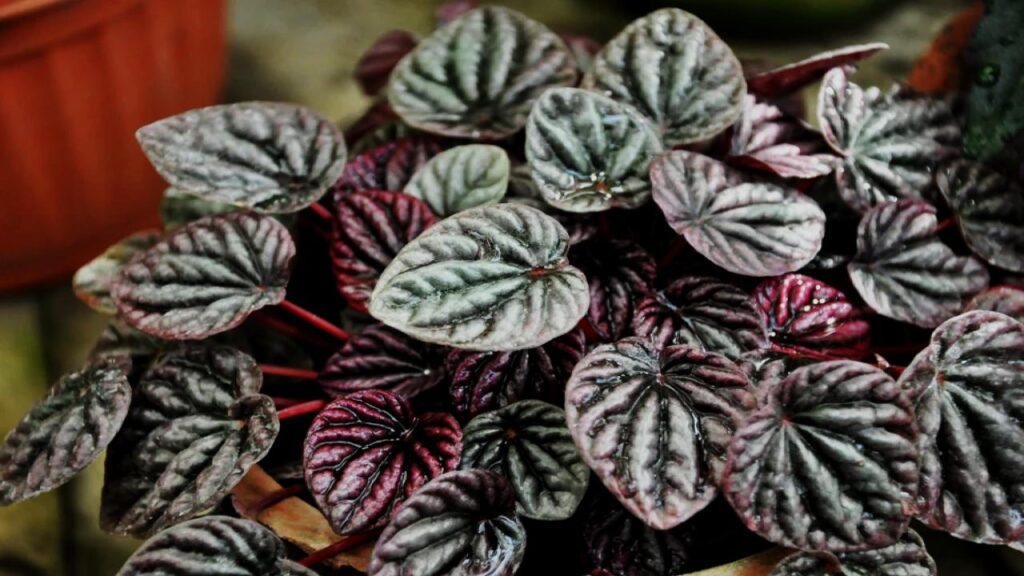 Ripple Peperomia (Peperomia caperata)