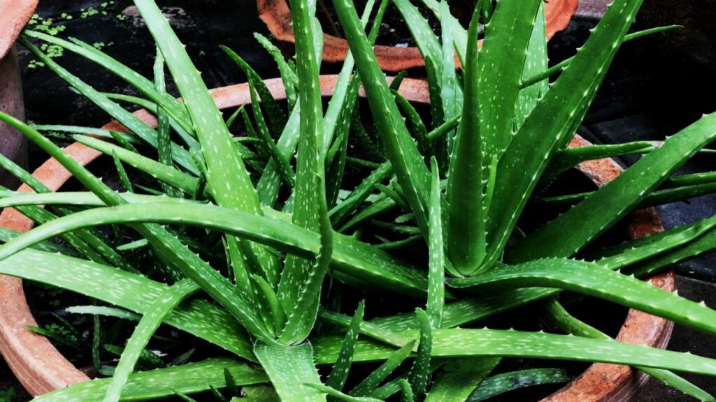 Aloe Vera