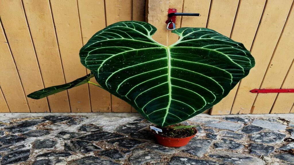 13 Rare Houseplants That’ll Make Your Plant Collection Stand Out Instantly 5 Anthurium Regale