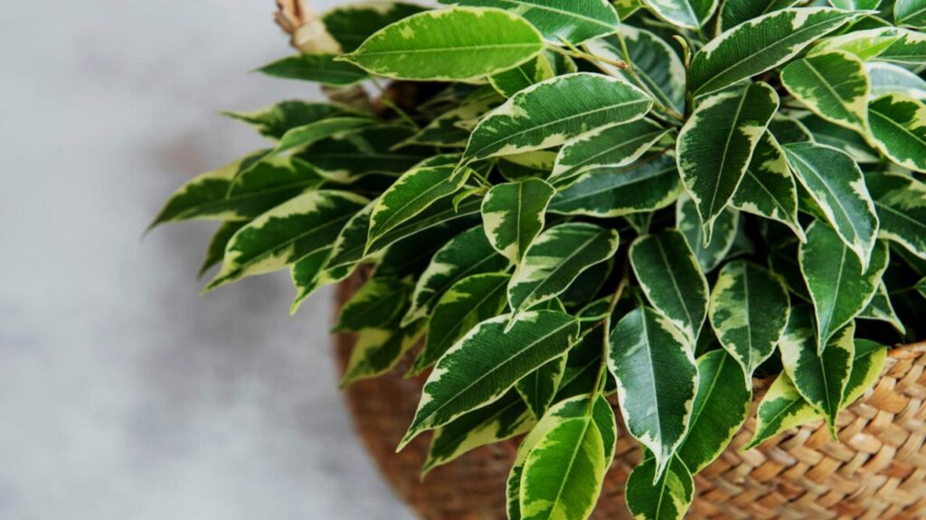 Experts Say These 9 Plants Could Be Secretly Polluting Your Bedroom Air 5 Ficus (Ficus benjamina)