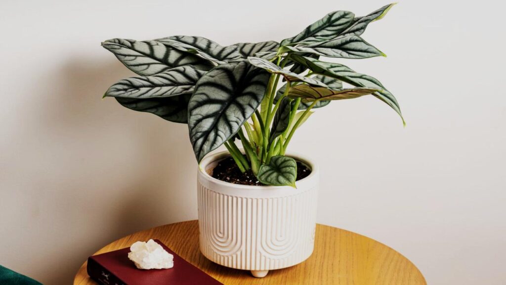 13 Rare Houseplants That’ll Make Your Plant Collection Stand Out Instantly 6 Alocasia Silver Dragon