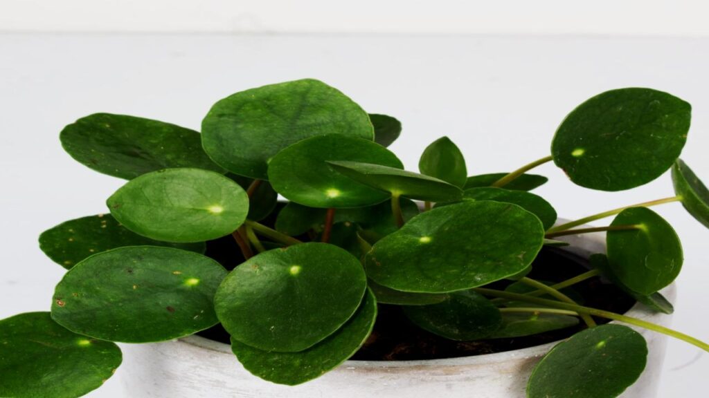 Chinese Money Plant (Pilea peperomioides)