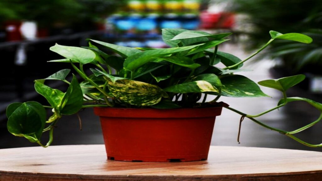 Experts Say These 9 Plants Could Be Secretly Polluting Your Bedroom Air 6 Golden Pothos (Epipremnum aureum)