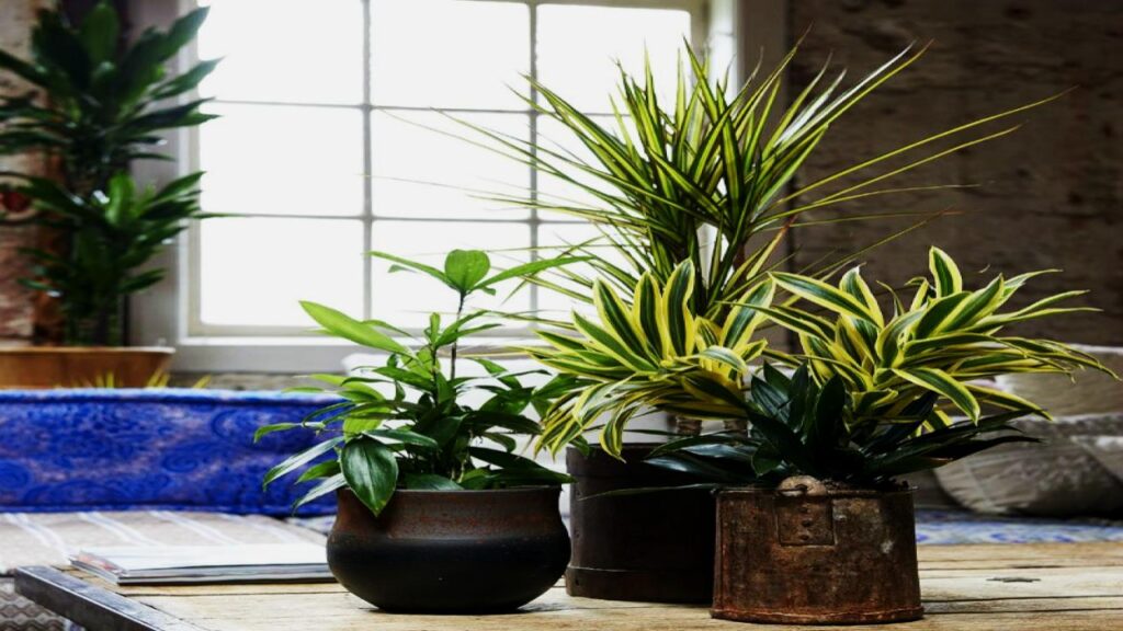Experts Say These 9 Plants Could Be Secretly Polluting Your Bedroom Air 7 Dracaena Species