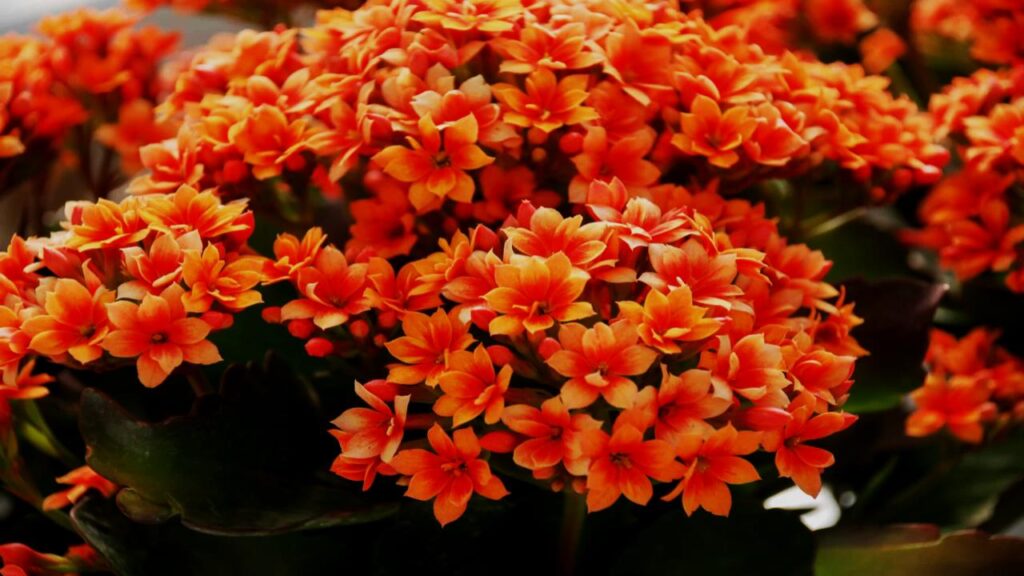 Kalanchoe