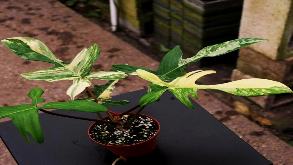 13 Rare Houseplants That’ll Make Your Plant Collection Stand Out Instantly 7 Philodendron Florida Beauty