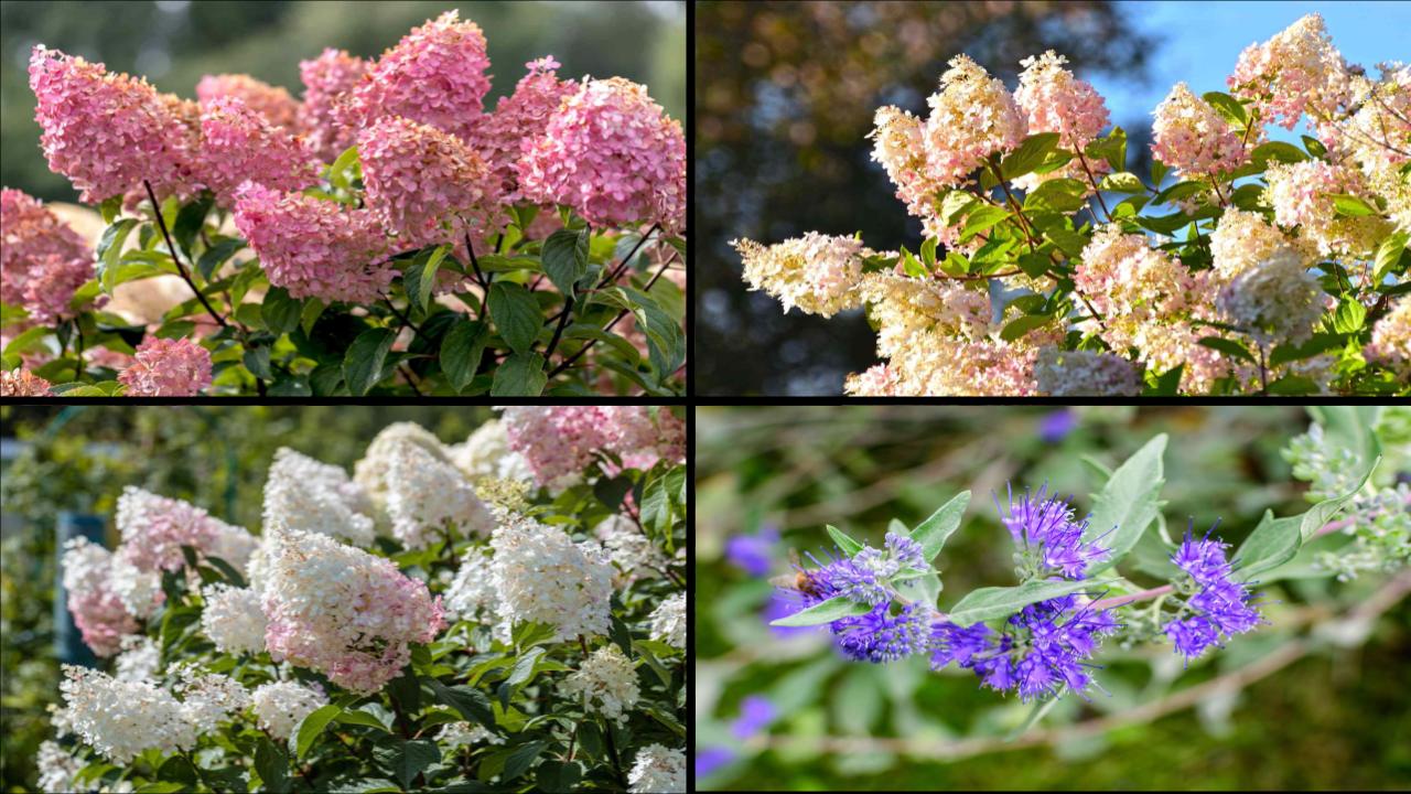 7 Plants You Must Prune in April for Explosive Spring and Summer Blooms