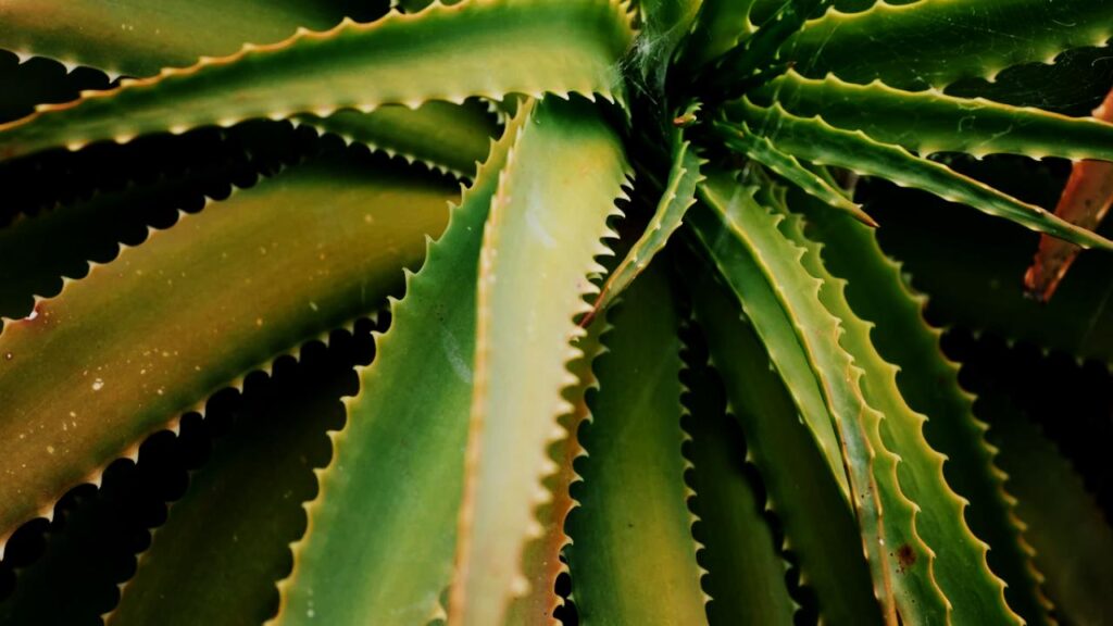 Experts Say These 9 Plants Could Be Secretly Polluting Your Bedroom Air 8 Aloe Vera
