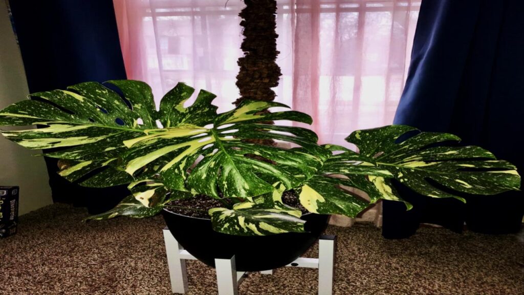 13 Rare Houseplants That’ll Make Your Plant Collection Stand Out Instantly 8 Monstera Thai Constellation