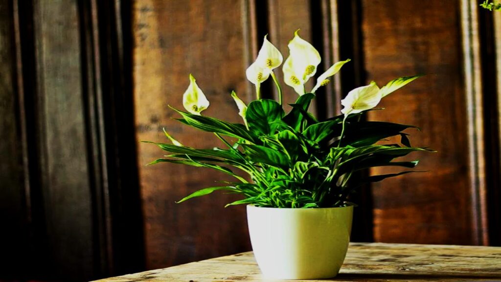 Peace Lily (Spathiphyllum wallisii)