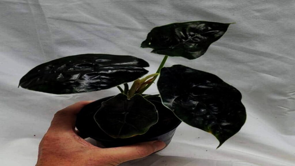 13 Rare Houseplants That’ll Make Your Plant Collection Stand Out Instantly 9 Alocasia Infernalis