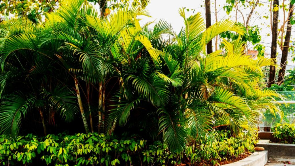 Experts Say These 9 Plants Could Be Secretly Polluting Your Bedroom Air 9 Areca Palm (Dypsis lutescens)