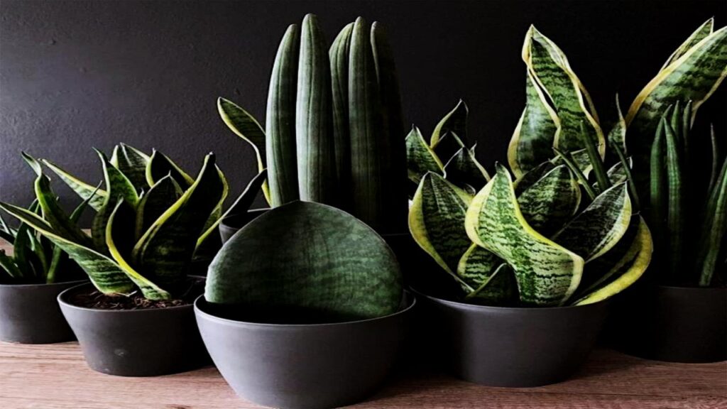 Snake Plant (Dracaena spp.)