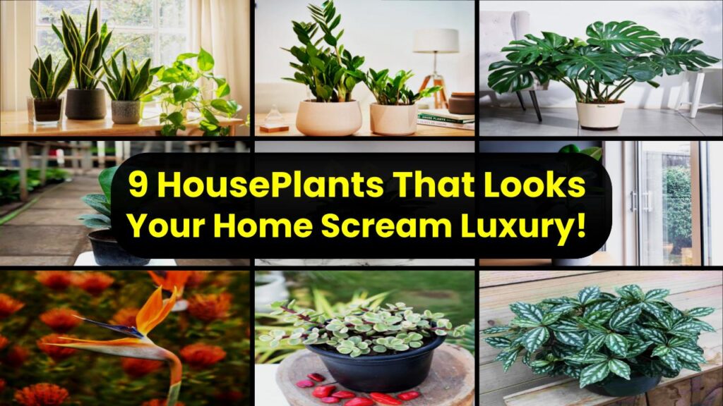 9 Houseplants That Make Your Home Look Expensive, Clean, and Perfectly Minimal 1 9 Houseplants That Make Your Home Look Expensive, Clean, and Perfectly Minimal