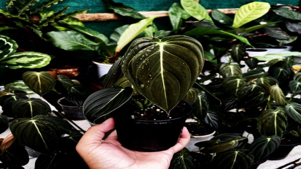 13 Rare Houseplants That’ll Make Your Plant Collection Stand Out Instantly 10 Philodendron Melanochrysum