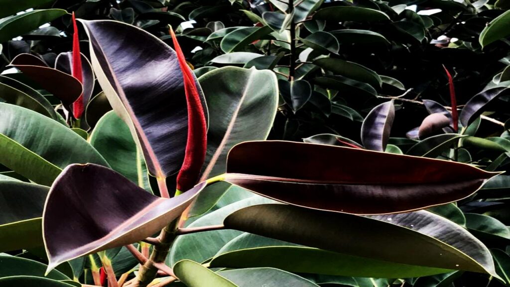 Experts Say These 9 Plants Could Be Secretly Polluting Your Bedroom Air 10 Rubber Plant (Ficus elastica)