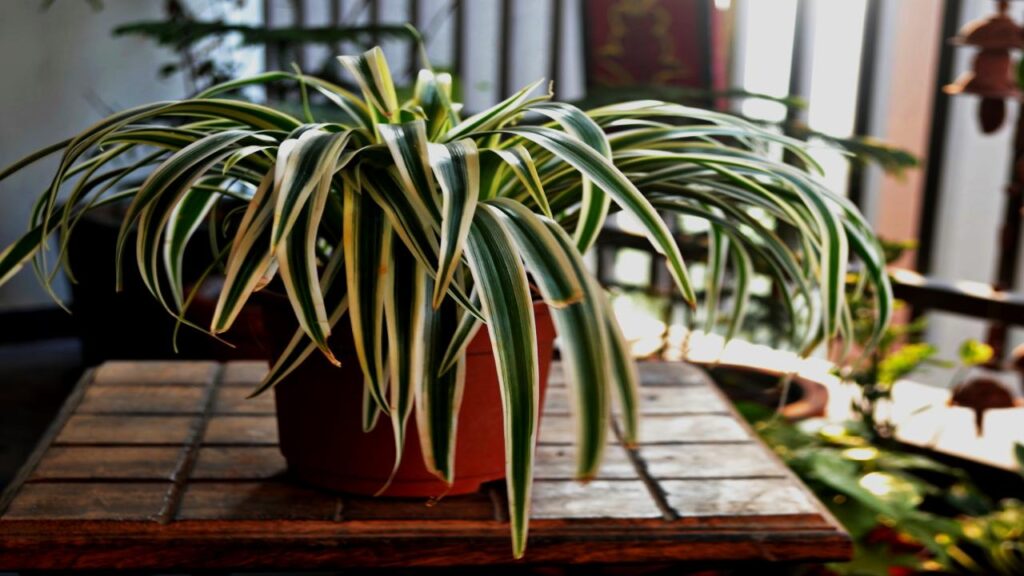 Spider Plant (Chlorophytum comosum)