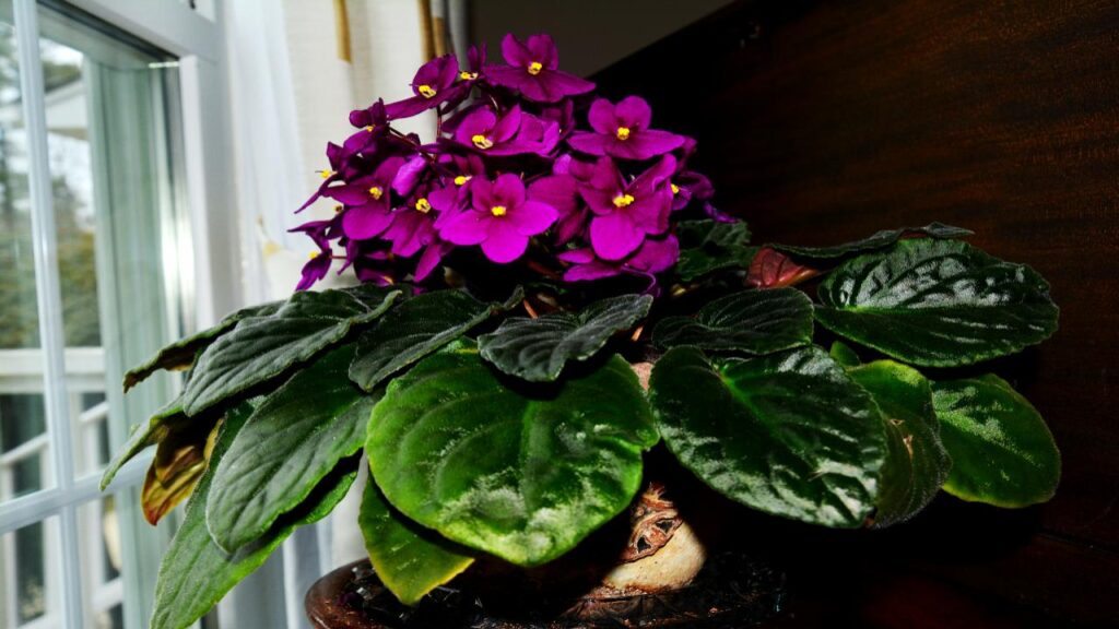 African Violet (Saintpaulia)