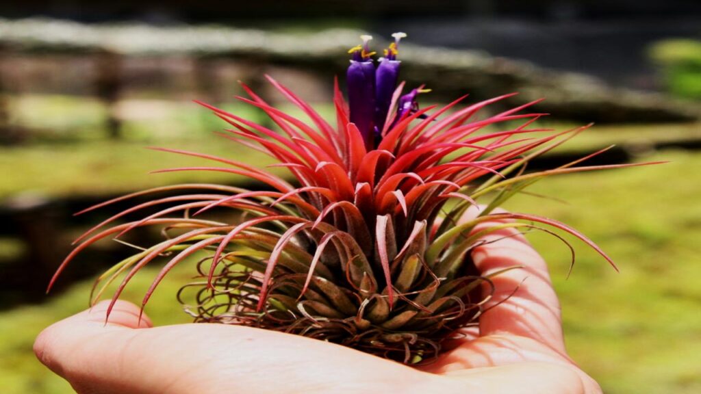 Air Plant (Tillandsia)