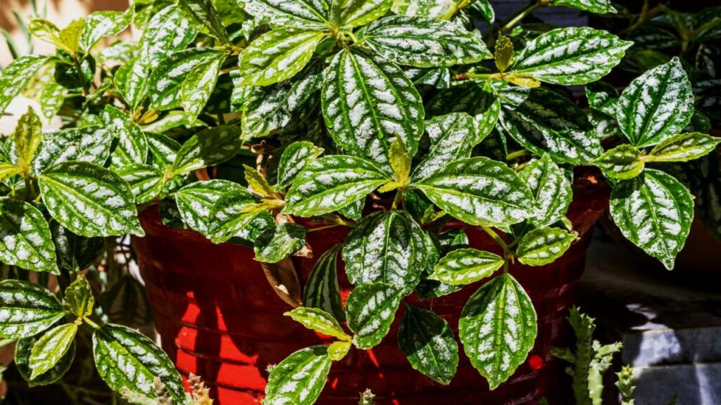 9 Houseplants That Make Your Home Look Expensive, Clean, and Perfectly Minimal 10 Aluminum Plant (Pilea cadierei)