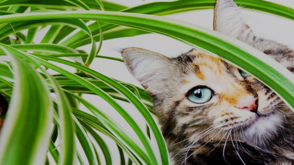 The Spider Plant Watering Hack Every Plant Parent Needs to Know 5 Are Spider Plants Safe for Pets and Kids?