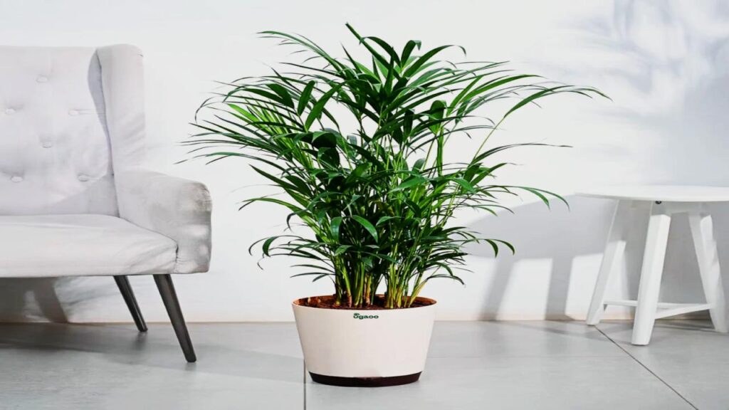 Areca Palm: The All-Star Air Filter