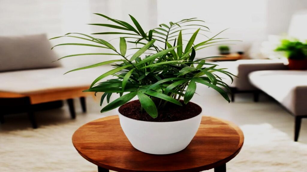 Bamboo Palm: Your Humidifier-in-a-Pot