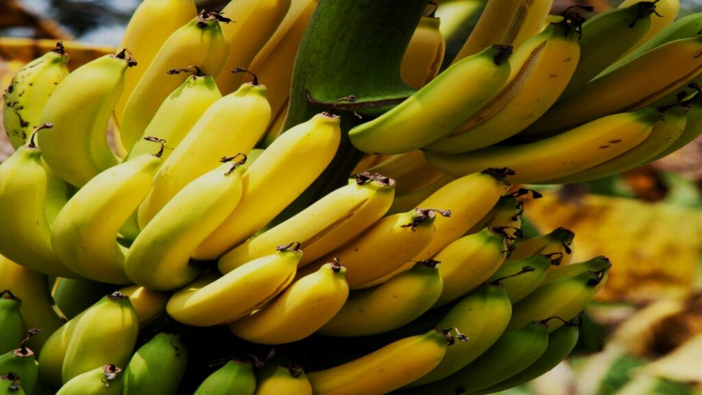 Yes, You Can Grow Fruit Indoors—These 9 Trees Make It Surprisingly Easy 8 Banana (Dwarf Cavendish)