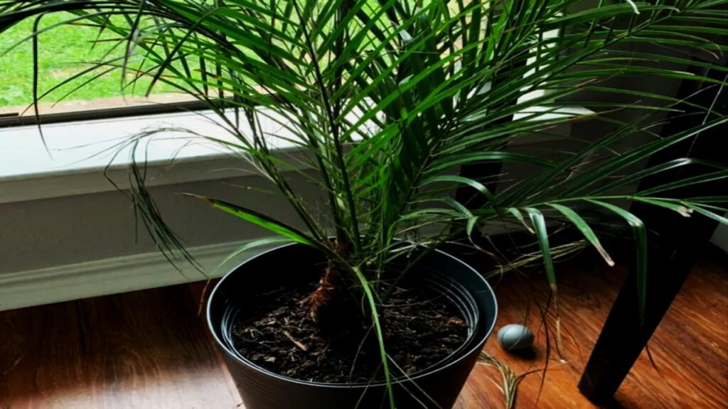 Benefits of Growing Date Palms Indoors