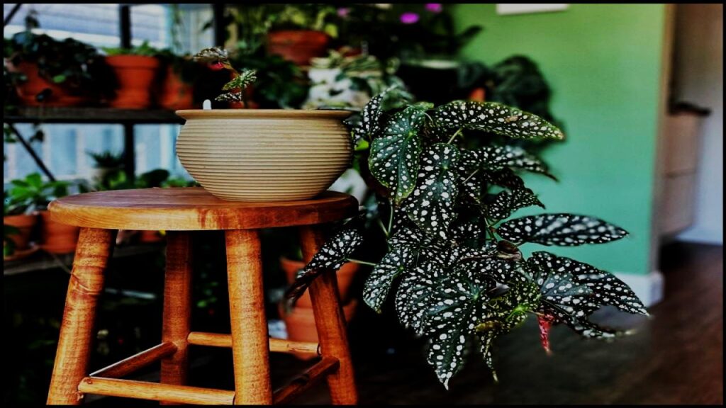 You’re Probably Caring for Your Polka Dot Plant All Wrong—Here’s What Experts Say to Do Instead 3 Best Indoor Placement Ideas